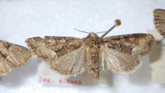 Oligia latruncula