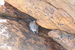 Elephantulus edwardii