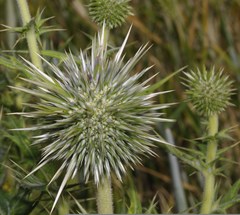 Echinops spinosissimus