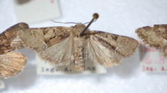 Oligia latruncula