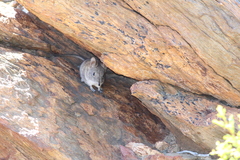 Elephantulus edwardii