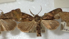 Oligia latruncula
