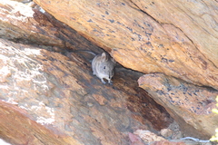 Elephantulus edwardii