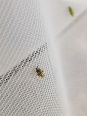 Dicranotropis hamata