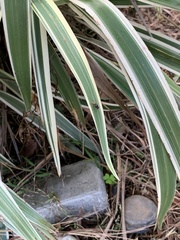 Hydrotaea chalcogaster