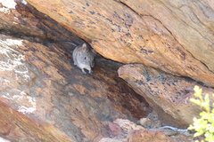 Elephantulus edwardii