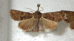 Oligia latruncula