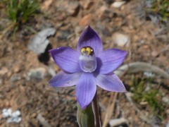 Thelymitra peniculata
