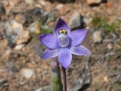 Thelymitra peniculata