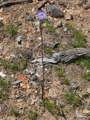 Thelymitra peniculata