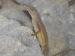 Anolis extremus
