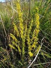 Tripterococcus brunonis