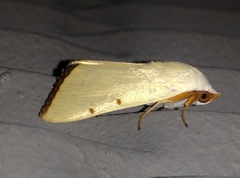 Xanthodes amata