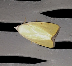Xanthodes amata