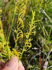 Tripterococcus brunonis