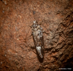 Lichenaula phloeochroa