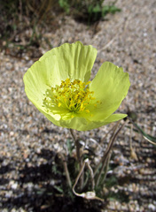 Papaver canescens