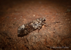 Lichenaula phloeochroa