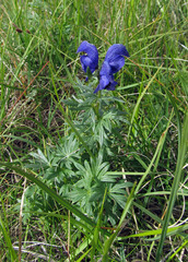 Aconitum paskoi