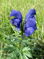 Aconitum paskoi