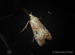 Heteromicta tripartitella