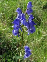 Aconitum paskoi
