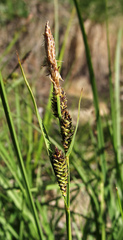 Carex nigra juncea
