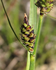 Carex nigra juncea