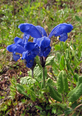 Dracocephalum grandiflorum