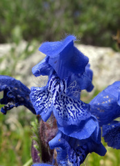 Dracocephalum grandiflorum