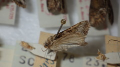 Oligia strigilis