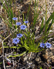 Gentiana aquatica pseudoaquatica