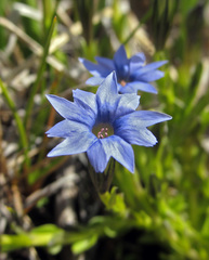 Gentiana aquatica pseudoaquatica