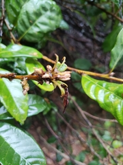 Castanopsis chinensis