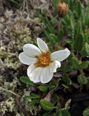 Dryas oxyodonta