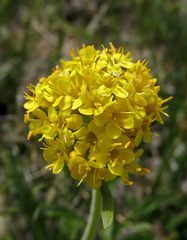 Patrinia sibirica