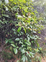 Castanopsis chinensis