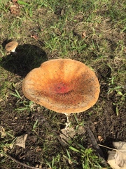 Amanita muscaria