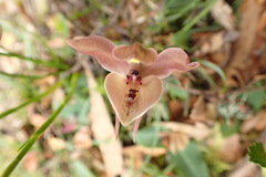 Chiloglottis gunnii