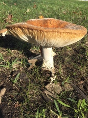 Amanita muscaria