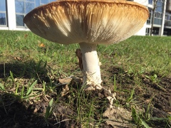 Amanita muscaria