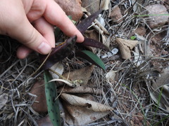 Drimiopsis burkei