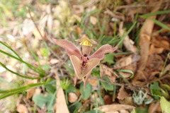 Chiloglottis gunnii