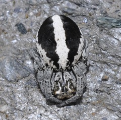 Stegodyphus lineatus