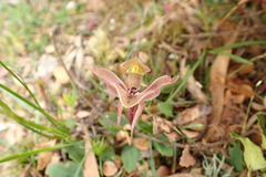 Chiloglottis gunnii
