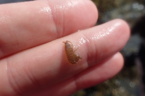 Gammarus oceanicus