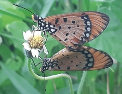 Acraea terpsicore