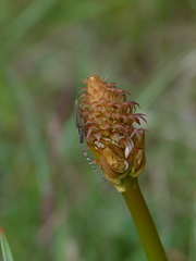 Agapanthia asphodeli