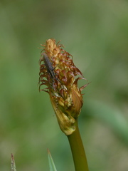 Agapanthia asphodeli
