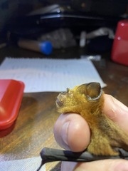 Hipposideros fuliginosus